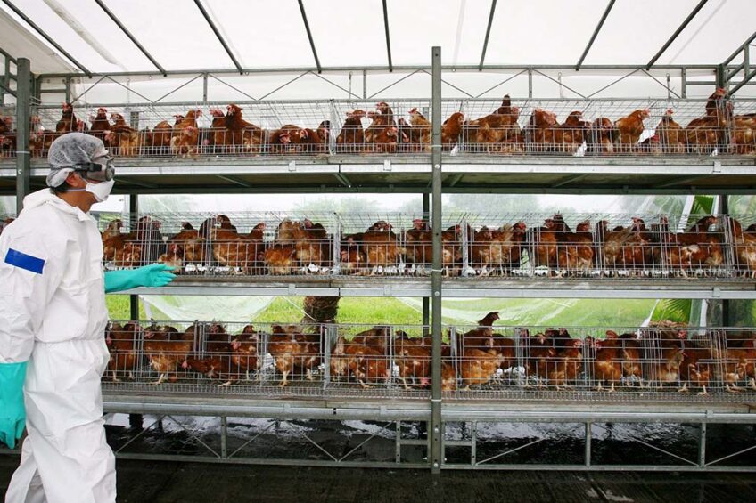 Rapid on farm testing can stem avian influenza outbreaks.