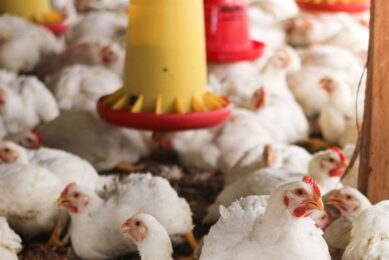 Russian agricultural holding EFKO has developed a feed additive which, it says, completely protected from intestinal infections. Photo: Canva