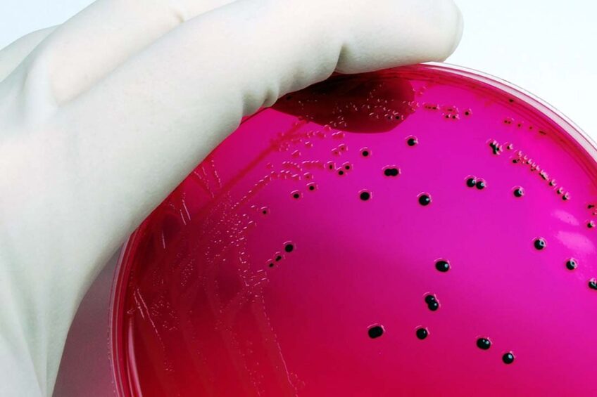 The FSA wants to know the plans the EU Commission and Poland have in place to resolve the ongoing threat of Salmonella to UK public health. Photo: Canva