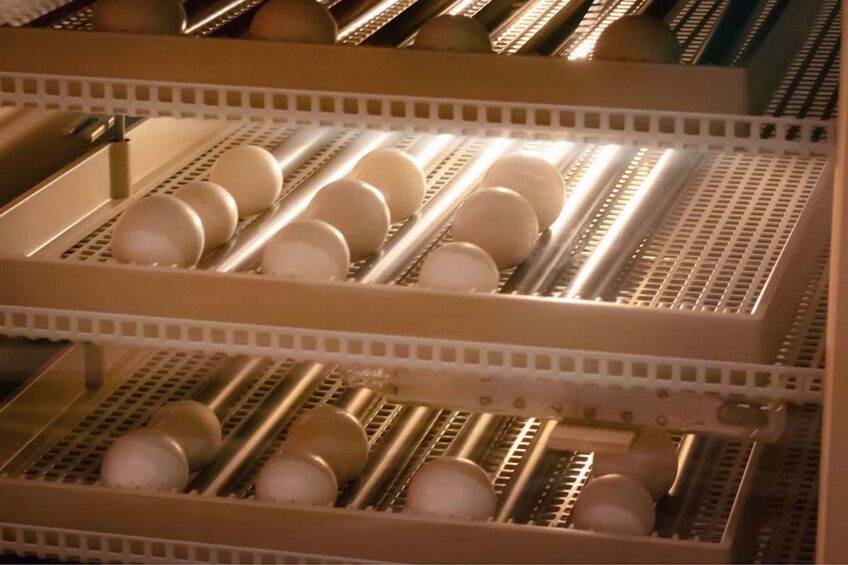 In 2023, Turkey was the largest supplier of hatching eggs to Russia, delivering roughly a third of the total volume. Photo: Canva