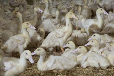 At the end of February, over 21.6 million ducks had been vaccinated, or one-third of the total of 64 million to be treated. Photo: Koos Groenewold