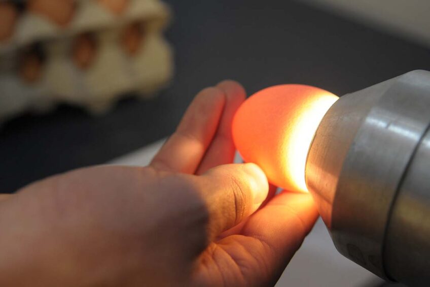 Assessing egg quality by traditional means can be improved through the use of metabolomic technology. Photo: Penn Communicatie