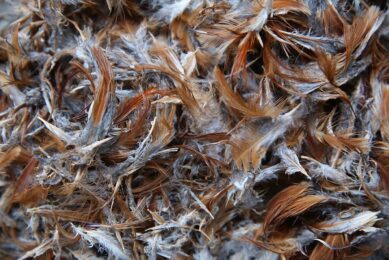 The poultry industry generates large amounts of by-products during the processing of meat, mostly in the form of feathers, viscera, bones, heads, legs, skin and dead-on-arrival birds. Photo: Canva