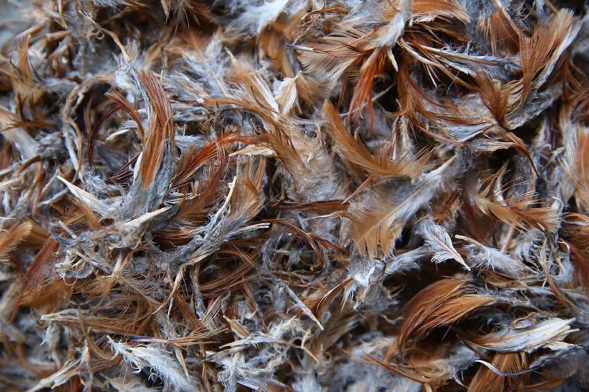 The poultry industry generates large amounts of by-products during the processing of meat, mostly in the form of feathers, viscera, bones, heads, legs, skin and dead-on-arrival birds. Photo: Canva