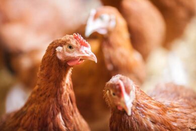 Philip Lymberry, global chief executive of Compassion in World Farming: “There is a high cost to poor animal husbandry." Photo: Canva