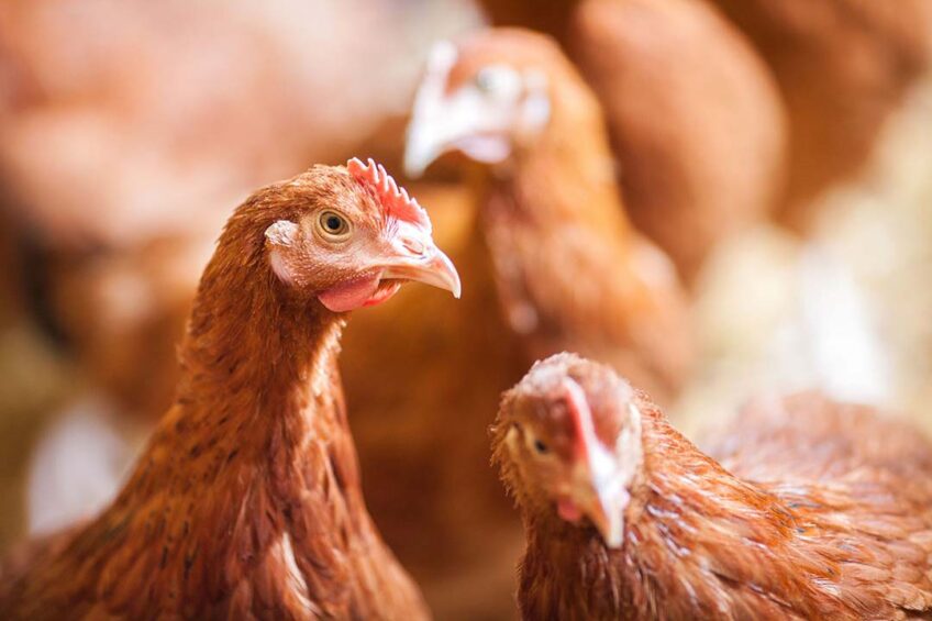 Philip Lymberry, global chief executive of Compassion in World Farming: “There is a high cost to poor animal husbandry." Photo: Canva