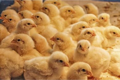 Across all 9 points, supplementing chicken diets with the probiotic or the antibiotic significantly changed the relative abundance of bacterial strains compared to the standard diet. Photo: Canva