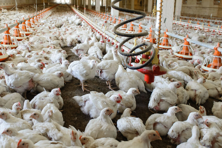 "We will refrain from forecasting exact production volumes for 2024, since they are difficult to share in a volatile external environment," a Cherkizono spokesperson said. Photo: Canva