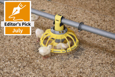 Growth performance and gut health in broilers benefit from fermented bamboo