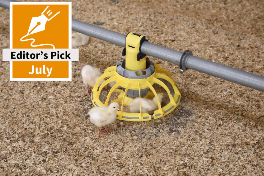 Growth performance and gut health in broilers benefit from fermented bamboo