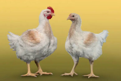 Aviagen has received approval from the RSPCA for an additional slower-growing breed that meets the standards of the European Chicken Commitment. Photo: Aviagen