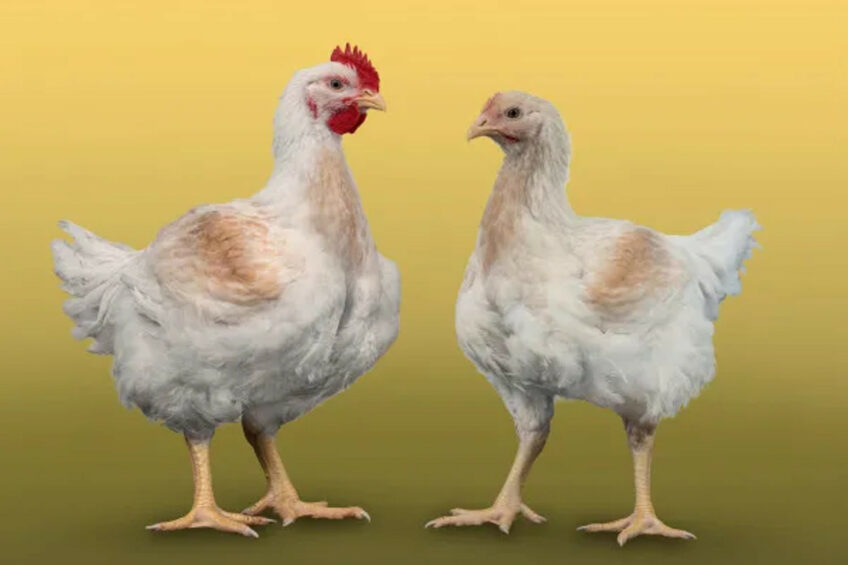 Aviagen has received approval from the RSPCA for an additional slower-growing breed that meets the standards of the European Chicken Commitment. Photo: Aviagen