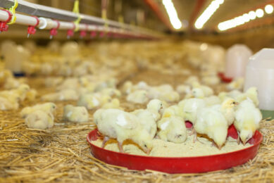 Buildings which house livestock are excluded from the changes. Photo: Canva