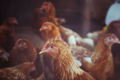 Stuart Bird, Bird Bros production director: “There is an increasing number of barn systems operating successfully across the UK and we can see the benefits this model provides.” Photo: Canva