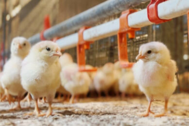 Aiming to utilise all animals born into its farm system, and with a high focus on welfare, in-ovo sexing technology will allow the company to continue its zero-waste philosophies. Photo: Kipster