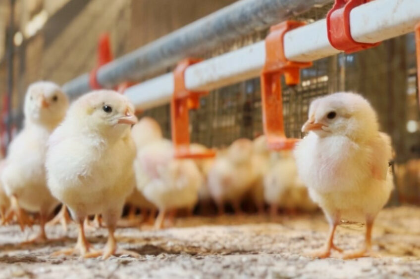 Aiming to utilise all animals born into its farm system, and with a high focus on welfare, in-ovo sexing technology will allow the company to continue its zero-waste philosophies. Photo: Kipster