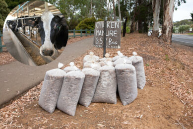 The practice of feeding chicken litter to cows in large-scale feedlots and dairies is banned in the UK and in Canada. Photo: Canva