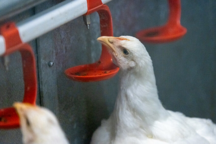Water restriction results in more stress in the pullets which leads to increased susceptibility to disease and other negative side effects. Photo: Koos Groenewold