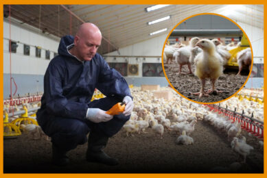 VIDEO: Veterinary monitoring and communication between stakeholder are key