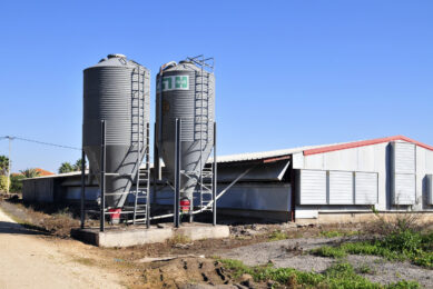 A poultry farmer in Galilee, Israel, defied evacuation orders to keep production afloat. Photos: ANP