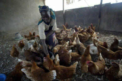 The cost of feed and other inputs continues to spiral upwards in Nigeria, trapping the population and the farming community in a vicious economic cycle. Photo: ANP