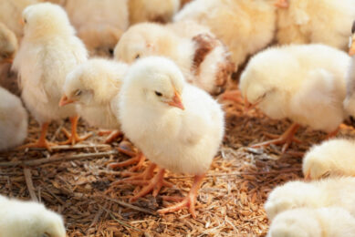 Natalie Smith, head of Sustainable Agriculture and Fisheries at Tesco: “We know how much our customers care about animal welfare, and we’re committed to improving standards.” Photo: Canva