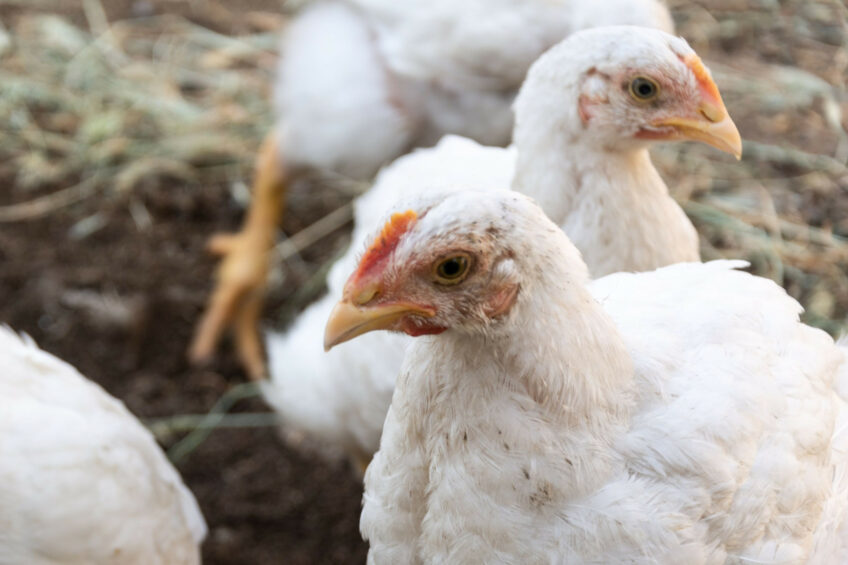 The Humane League argues that minimum welfare standards should be lifted across the board by supermarkets by signing up to the BCC. Photo: Canva