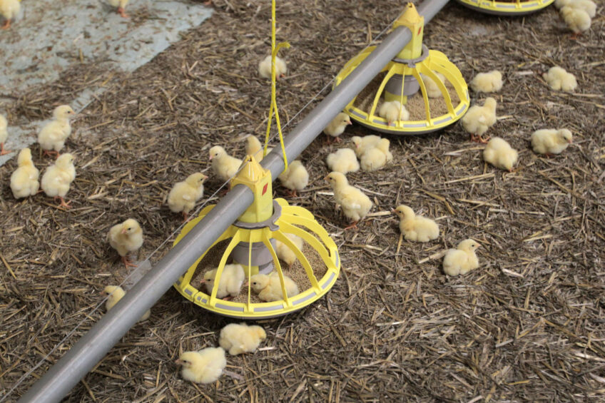 A combination of optimal feed quality and good management practices can prevent litter deterioration. Photo: Peter Roek