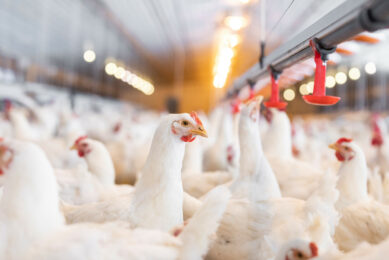 When birds are consuming less feed, it is imperative that minerals, that are vital for uniformity, skeletal structure and eggshell formation, are readily available. Photo: Alltech
