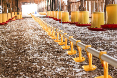 poultry litter, which for some producers represents a significant cost, while for others it is a source of additional income. Photo: Canva