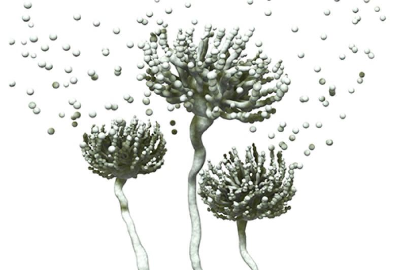 Mycotoxin special 2025: Coming soon