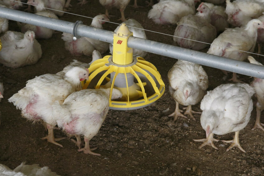 Despite numerous challenges, South Africa’s poultry industry remains resilient. Photo: Hans Prinsen