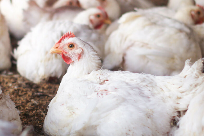 Poultry giants to merge business in Russia