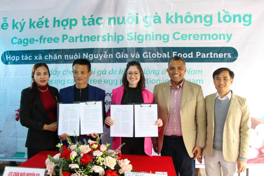 A partnership has been launched to transition Nguyen Gia Livestock Production Cooperative’s 50,000 hens to 100% certified cage-free production systems. Photo: Global Food Partners