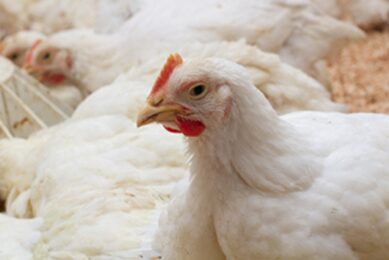 Measure, adjust and optimise: Turning poultry feed into profit