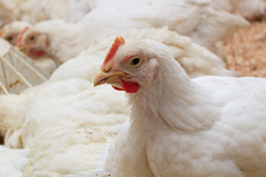 Measure, adjust and optimise: Turning poultry feed into profit