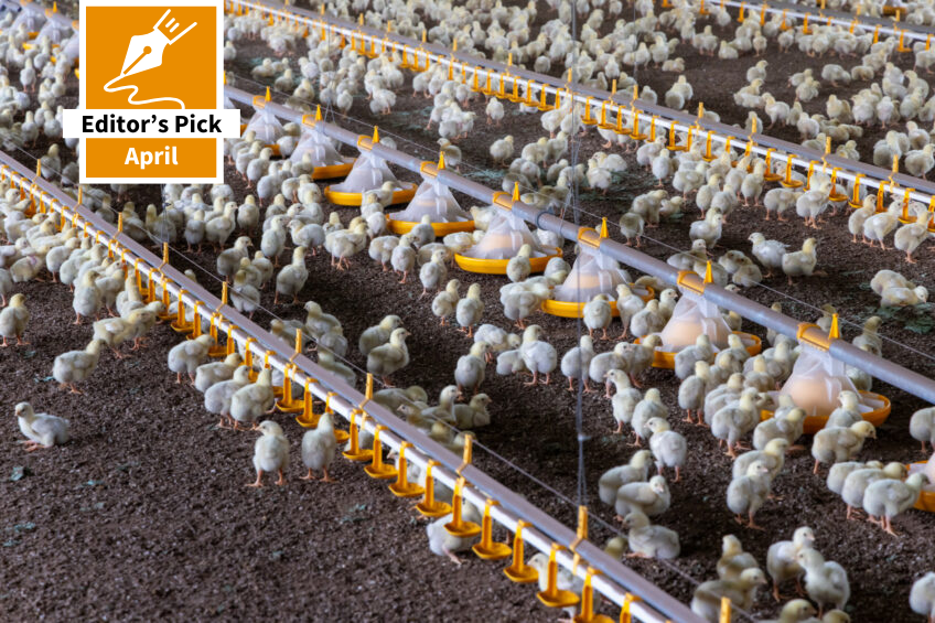 Positive outlook for poultry production in eastern Europe