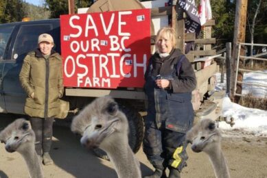 Ostriches on Canadian farm have recovered from bird flu, no culling