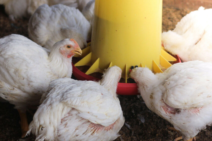 Dutch poultry processor Plukon Food Group is strengthening its position in Spain with the acquisition of Grupo Avícola Hidalgo. Photo: Canva
