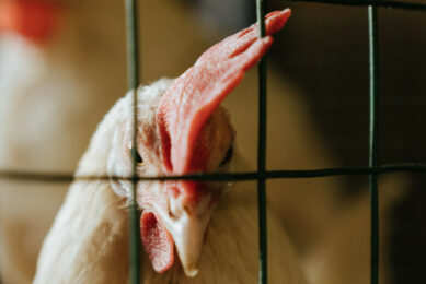 Numerous European countries and regions plan to impose restrictions on cage farming. Photo: Canva