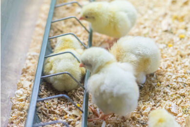The aim of a new project is to develop a validated early warning system that will allow producers to predict welfare issues and intervene early. Photo: Canva