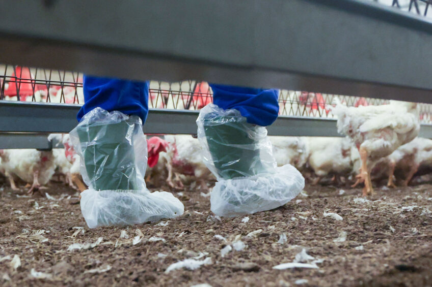 Veterinarian Helen Errington highlights 6 areas of risk: ventilation, injurious feather-pecking, respiratory diseases, smothering, gut health and parasites. Photo: Bert Jansen