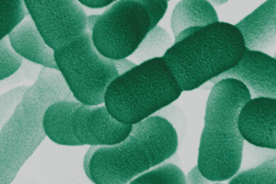 Probiotics, particularly those containing Bacillus species, are utilised to support the robustness of the microbiome. Photo: Novonesis