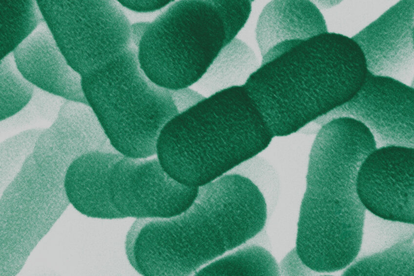 Probiotics, particularly those containing Bacillus species, are utilised to support the robustness of the microbiome. Photo: Novonesis