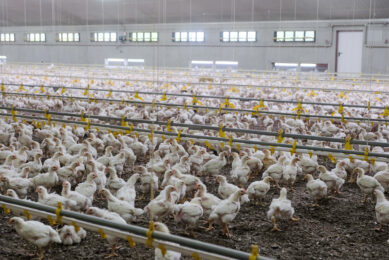 The Dutch Better-Life 1-star label is a concept that is based on the use of a slow-growing breed. Incorporating insect products as local ingredients may further increase the sustainability of this type of chicken meat production. Photo: Jan Willem van Vliet