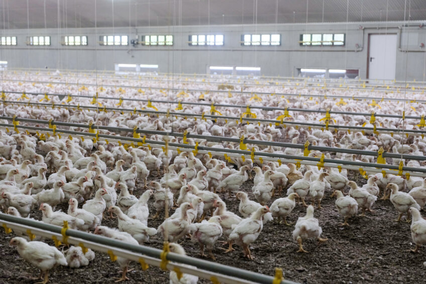 The Dutch Better-Life 1-star label is a concept that is based on the use of a slow-growing breed. Incorporating insect products as local ingredients may further increase the sustainability of this type of chicken meat production. Photo: Jan Willem van Vliet