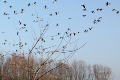 It is likely that the measures recently enforced in the UK will remain until the spring when the weather warms up and the birds’ movements change. Photo: Herbert Wiggerman