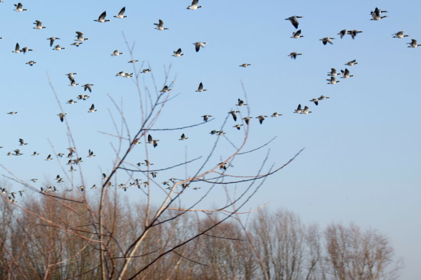 It is likely that the measures recently enforced in the UK will remain until the spring when the weather warms up and the birds’ movements change. Photo: Herbert Wiggerman