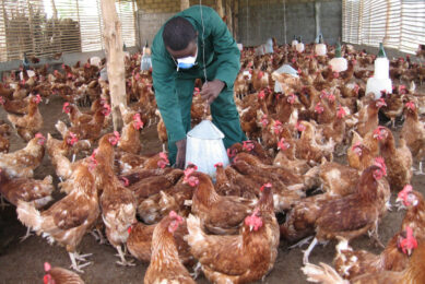 Eggs play an important role in the protein supply of African consumers. Photo: ANP/AFP