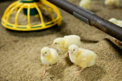 Planton Farms co-founder Dr Annie Rayner said dual-purpose birds are more likely to be more robust. Photo: Jan Willem van Vliet
